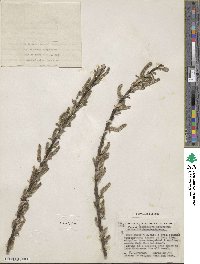 Salix bikouensis image