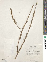 Salix udensis image