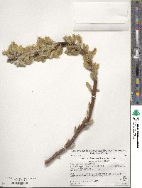 Salix udensis subsp. sachalinensis image