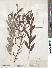 Salix salviifolia image