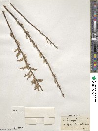 Salix eriocephala image