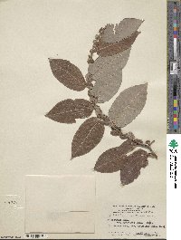 Salix myricoides image