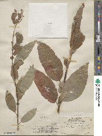 Salix rigida var. vestita image