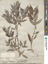 Salix rigida var. vestita image