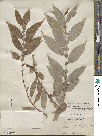 Salix rigida var. vestita image