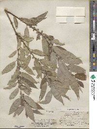 Salix rigida var. vestita image