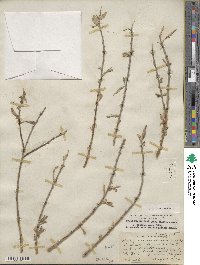 Salix rigida var. vestita image