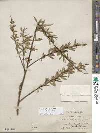 Salix silesiaca image