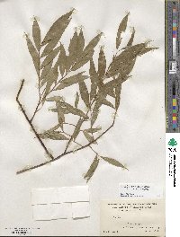 Salix silesiaca image