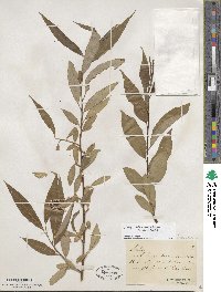 Salix silesiaca image