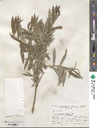 Salix silesiaca image