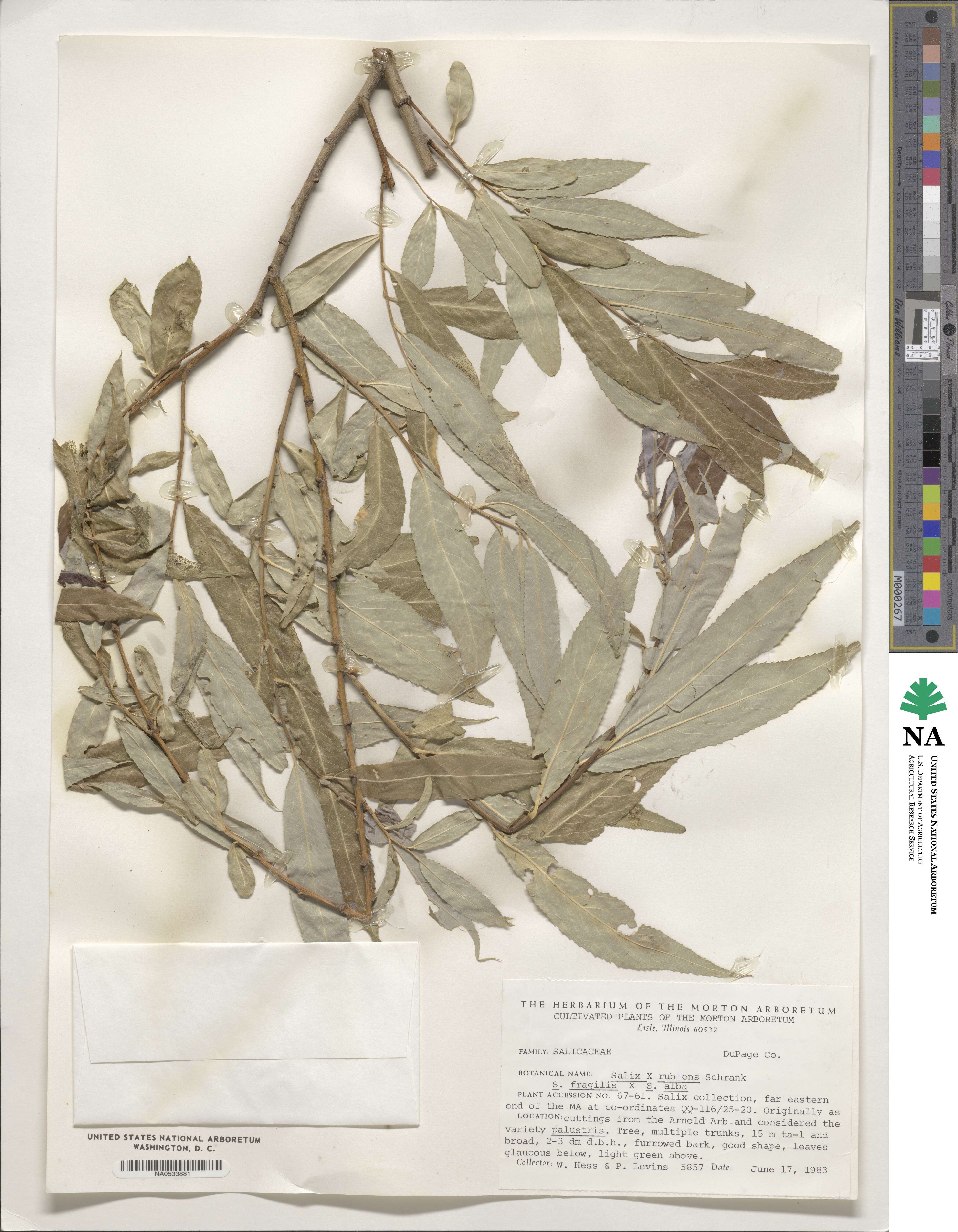 Salix silesiaca image