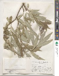 Salix silesiaca image