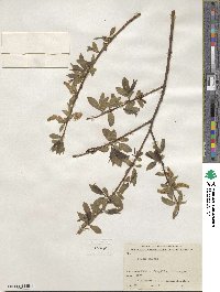 Salix silesiaca image