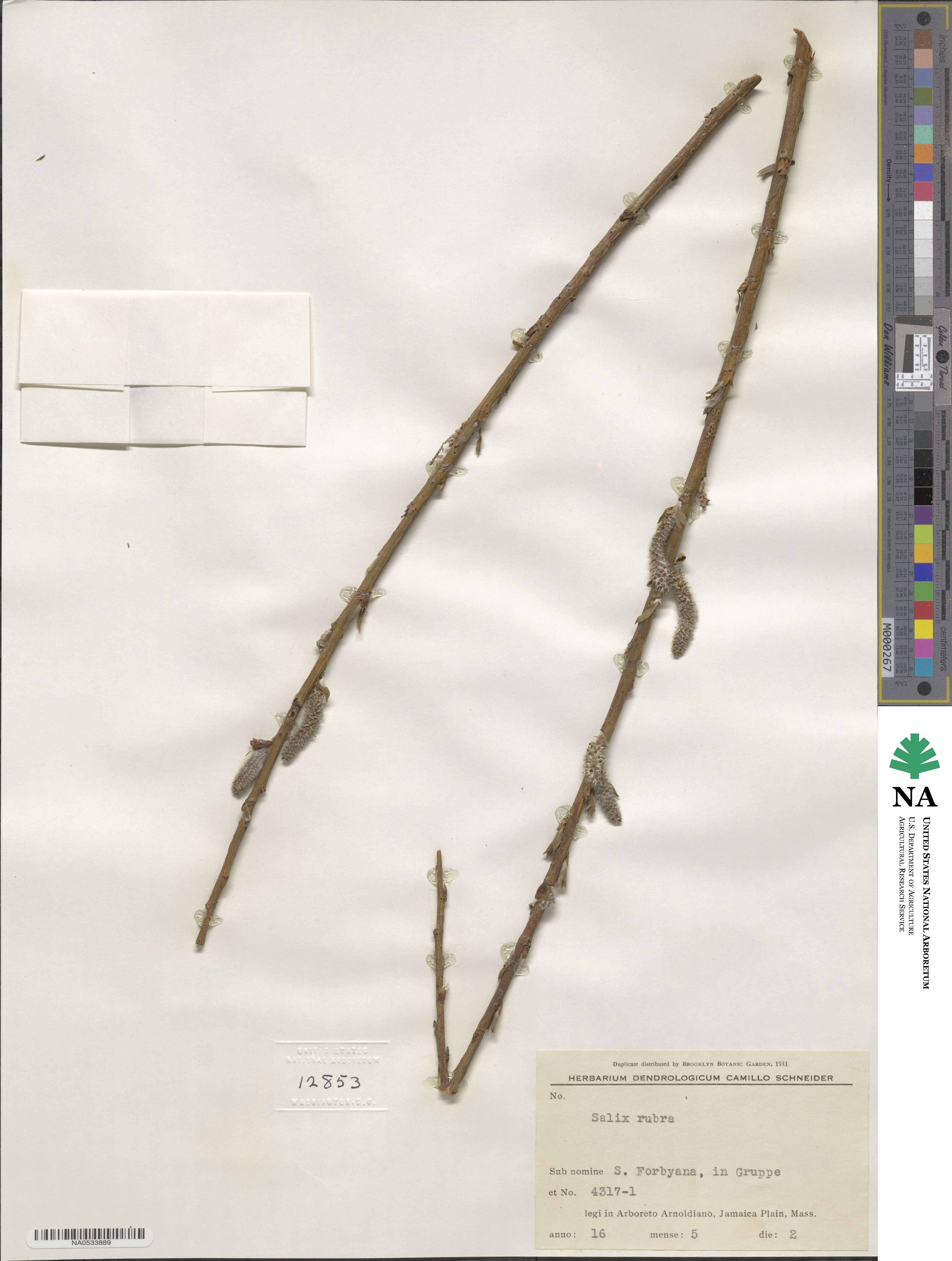 Salix ×rubra image