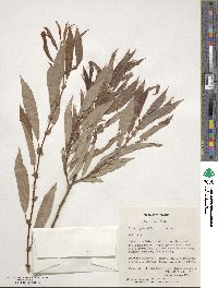 Salix eriocephala image