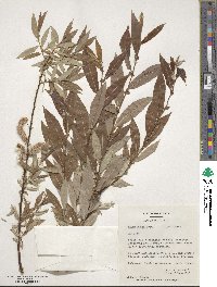 Salix eriocephala image