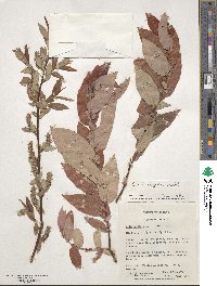 Salix eriocephala image