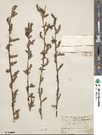 Salix eriocephala image