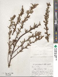 Salix eriocephala image