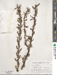 Salix eriocephala image