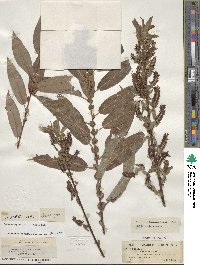 Salix eriocephala image