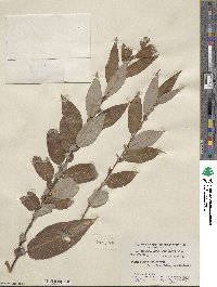 Salix eriocephala image