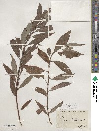 Salix eriocephala image