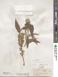 Salix eriocephala image