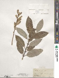 Salix eriocephala image