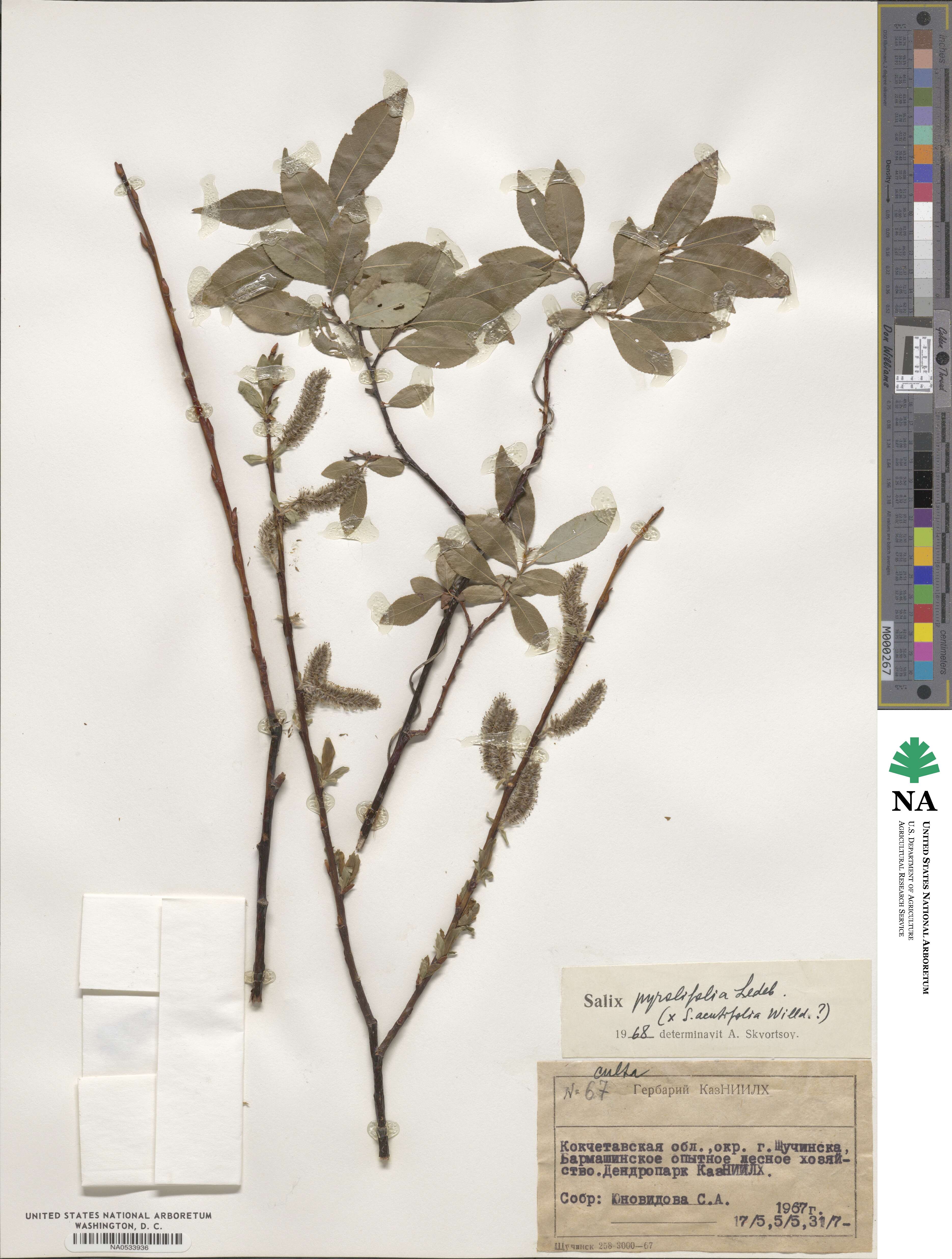 Salix pyrolifolia image