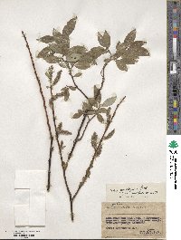 Salix pyrolifolia image