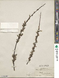 Salix rehderiana image