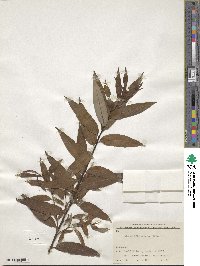 Salix rehderiana image