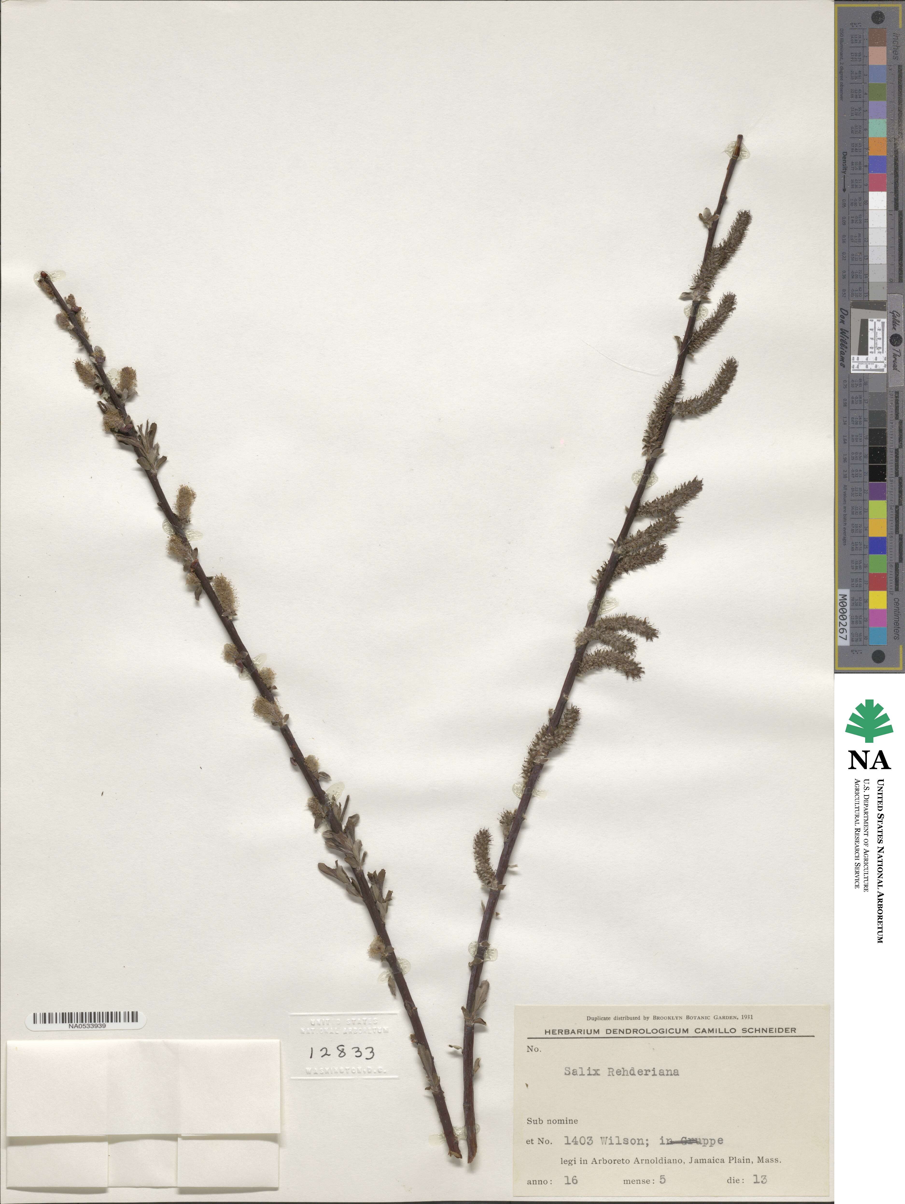 Salix rehderiana image