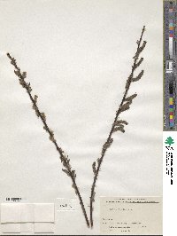 Salix rehderiana image