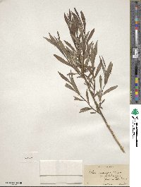 Salix purpurea image