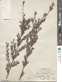 Salix purpurea image