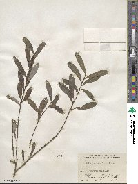 Salix purpurea image