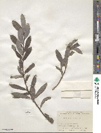 Salix purpurea image