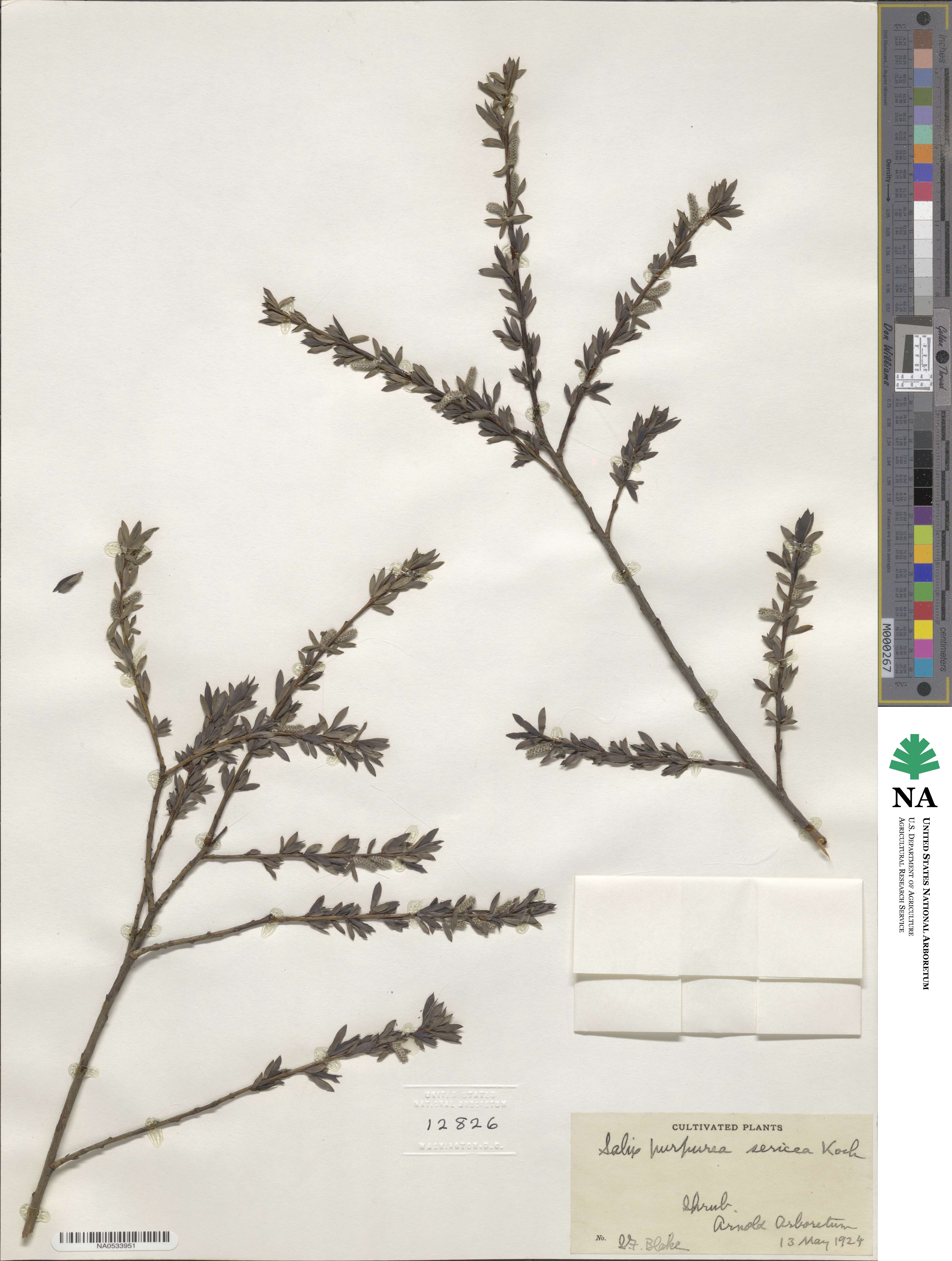 Salix purpurea image