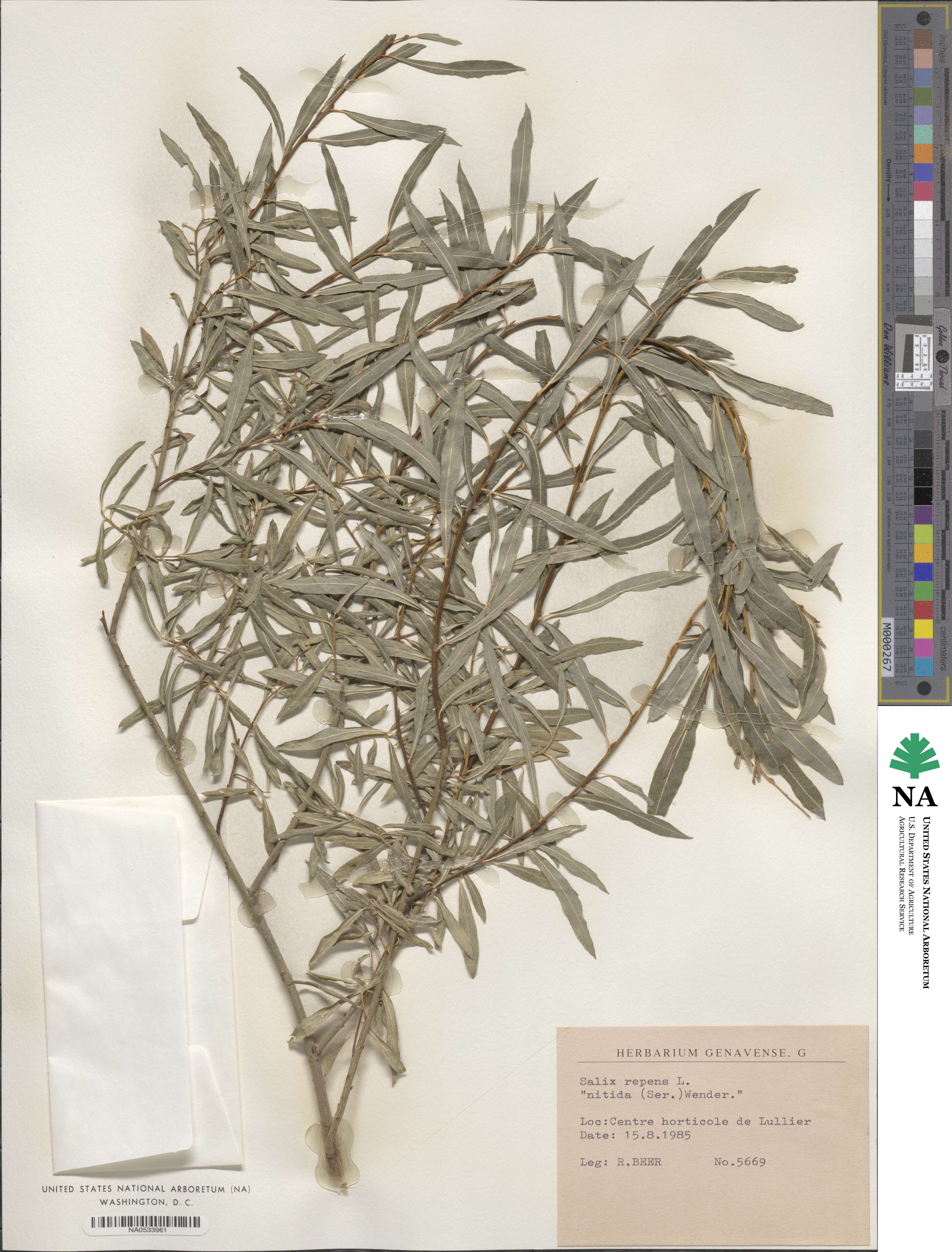 Salix repens subsp. dunensis image