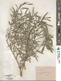 Salix repens subsp. dunensis image