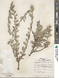 Salix repens subsp. dunensis image