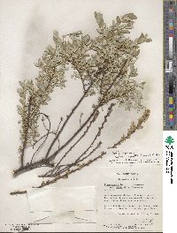 Salix repens subsp. dunensis image