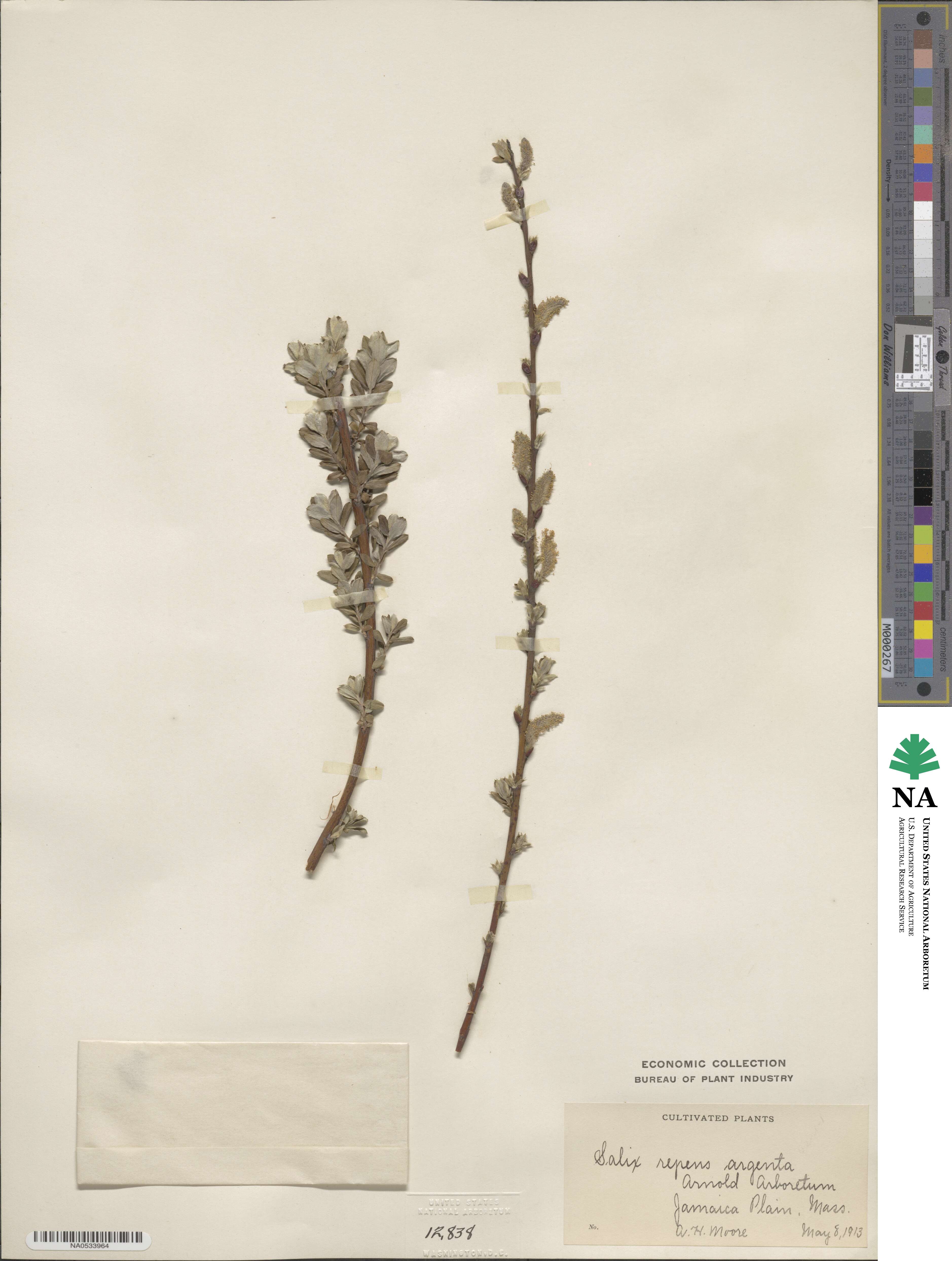 Salix repens subsp. dunensis image