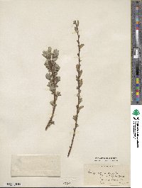 Salix repens subsp. dunensis image