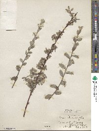 Salix repens subsp. dunensis image