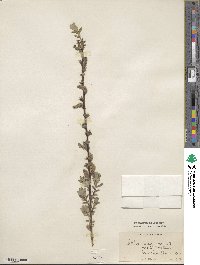 Salix repens subsp. dunensis image