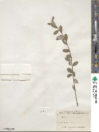 Salix repens image